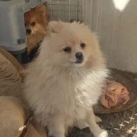 سگ پامر|سگ|برخوار, |دیوار