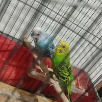 دو عدد مرغ عشق با یک جوجه