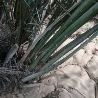 دیمیت|خدمات باغبانی و درختکاری|خورموج, |دیوار