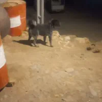 سگ واگذار میشود