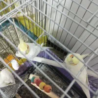 عروس هلندی|پرنده|پاکدشت, پاکدشت (مامازند)|دیوار