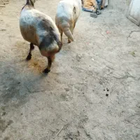 گوسفند پلنگی