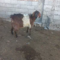 بزجوان وبزرگ