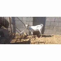 فروش بز دورگ سومال تازه زاییده