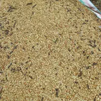 بذر پاخلا|خدمات باغبانی و درختکاری|پارسآباد, |دیوار