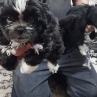 سگ نژادشیتزوسوپرفلت|سگ|شاهدشهر, |دیوار