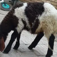 بره نر