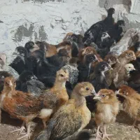 جوجه ی یک‌ماهه
