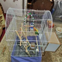 با سلام یک جفت طوطی برزیلی|پرنده|زرند, |دیوار