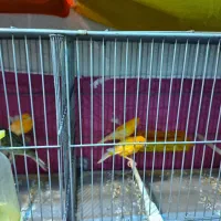 قناری نروماده