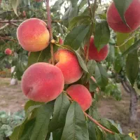 نهال فروشی علی همراهی|خدمات باغبانی و درختکاری|اراک, |دیوار