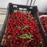 انواع گیلاس تازه چیده شده