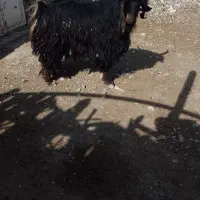 سورین کردی نژاد سه قلو