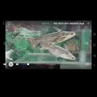 ماهی کت بنگلادشی