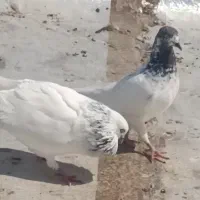 شیخی ابری جفت