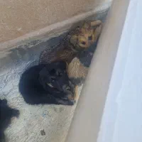 سگ نگهبان
