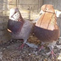 کبوترسرخ کاکلی