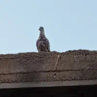 کبوتر|پرنده|فسا, |دیوار