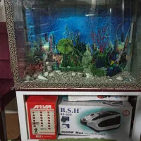 آکواریوم|ماهی|لنگرود, |دیوار