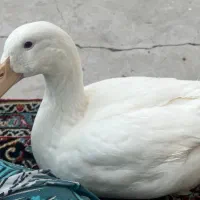 اردک .مرغابی ۶ماهه