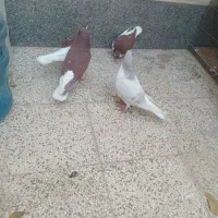 چهار عدد ساده|پرنده|نیشابور, شهرک اندیشه|دیوار