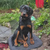 رتویلر۴ماهه ماده باهوش سالم