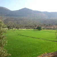 برنج کامفیروزی به شرط پخت