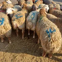 گوسفند زنده نر و ماده|حیوانات مزرعه|تبریز, |دیوار