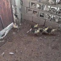جوجه غاز