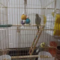 یک جفت عروس هلندی سینامون