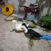 اردک