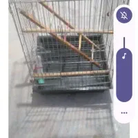 دوعد قفس بزرگ اهرم