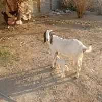 گیسه پاکی گوش بلند با کهره 2روزه