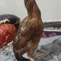 مرغ خروس|حیوانات مزرعه|ایرانشهر, |دیوار