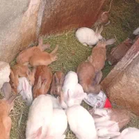 خرگوش فروشی فوری