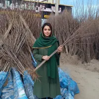 فروش ویژه نهال زردآلو عسگراباد اصالت دار