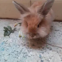 خرگوش لوپ|موش و خرگوش|پاکدشت, پاکدشت (مامازند)|دیوار