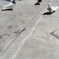 کبوتر طوقی پالخت