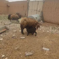 میش دوقلوزا