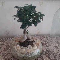 گل بنسای|گل و گیاه طبیعی|تبریز, |دیوار