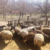 فروش گوسفند زنده جهت قربانی