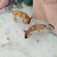 1 جفت توله ژرمن شپرد 3ماهه|سگ|هندیجان, |دیوار