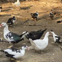 اردک اسراییلی|حیوانات مزرعه|رشت, حومه رشت|دیوار