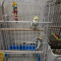 دو عدد عروس هلندی