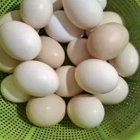تخم نطفه داردرشت