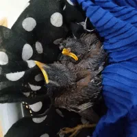 پرنده جوجه مینا