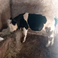 چهار راس گوساله نر سیمینتال جنس وزن 380تا 400|حیوانات مزرعه|حمیل, |دیوار