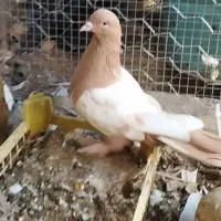 کفتر سینه وطوقی|پرنده|داراب, |دیوار