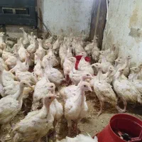 جوجه/بوقلمون/واکسینه/بیوتی