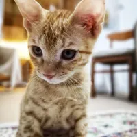 واگزاری توله گربه